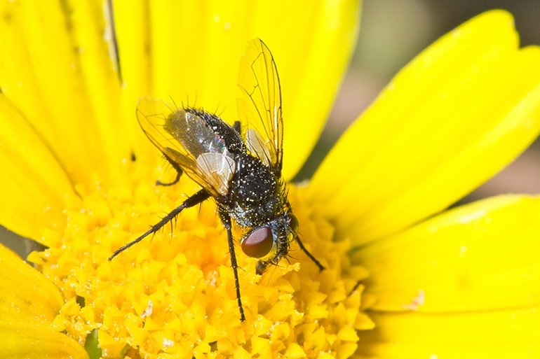 ID from Malta